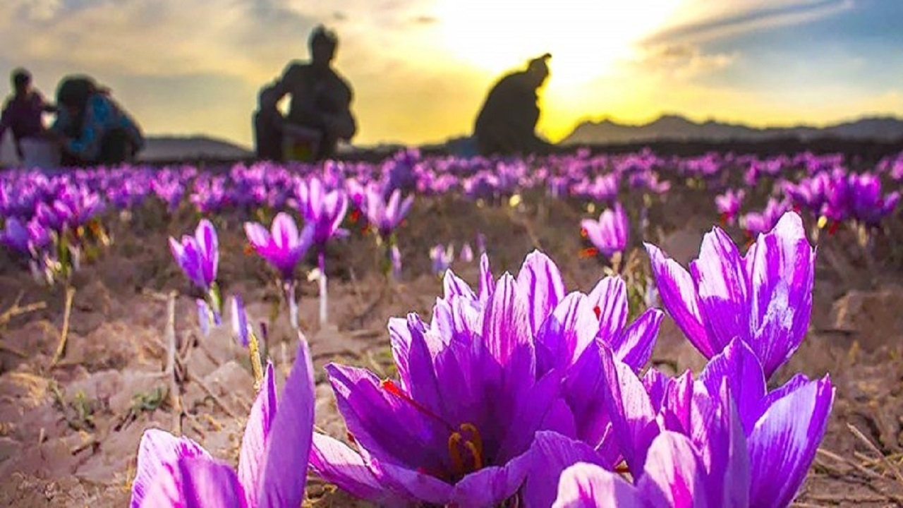ارزش زعفران طلایی‌تر شد
