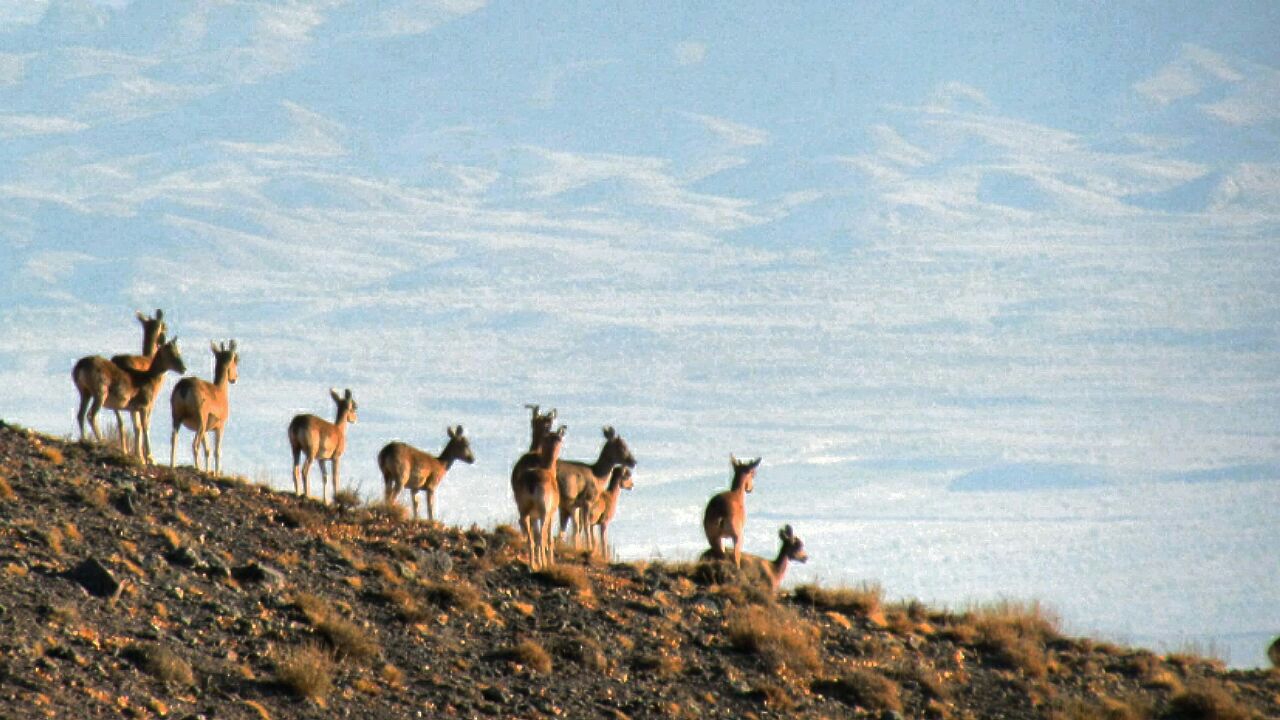 سرشماری پاییزه حیات وحش در فارس