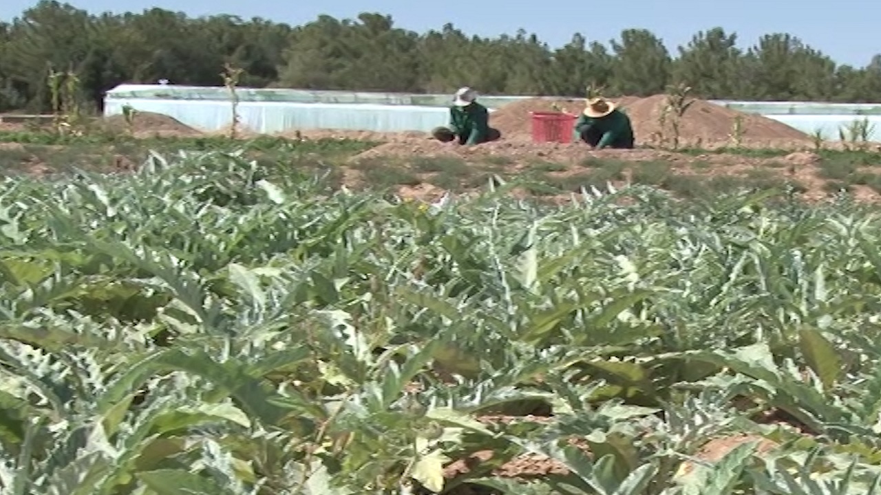 خداحافظی با گیاهان آب‌بر