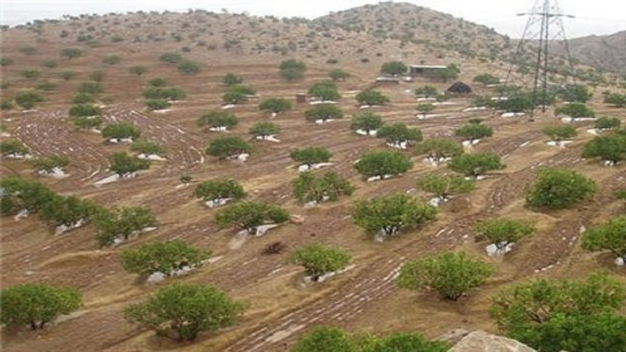 احیای پوشش گیاهی ۲۴ هزار هکتار از مراتع استان سمنان