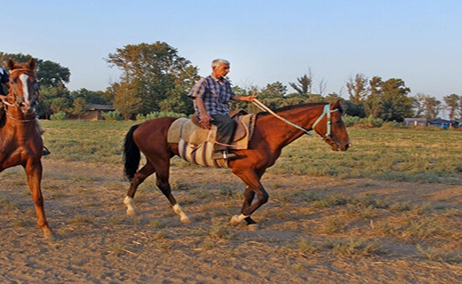 پرورش اسب
