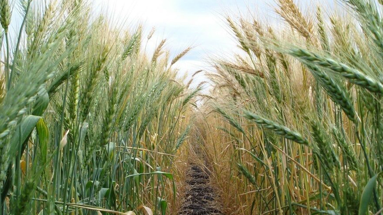 کشت قرار دادی گندم مسیری نو برای رونق تولید‎‎