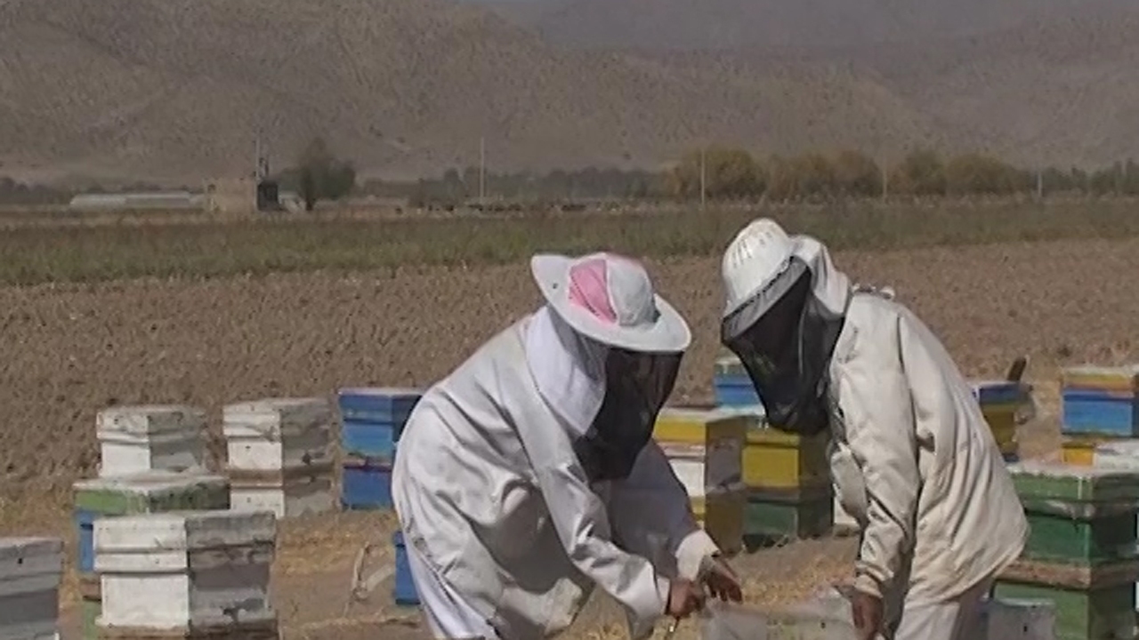برداشت عسل در پارساگاد