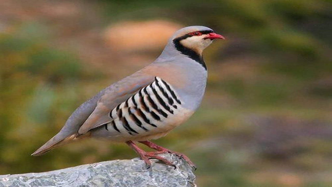 دستگیری صیاد پرندگان شکاری در اسفراین