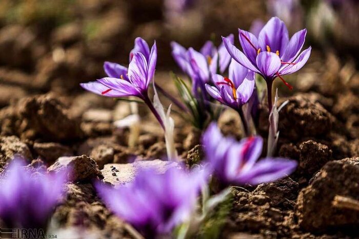 افزایش هزینه های تولید، سبب دلسردی کشاورزان از بسته بندی محصول می شود افزایش هزینه های تولید، سبب دلسردی کشاورزان از بسته بندی محصول می شود