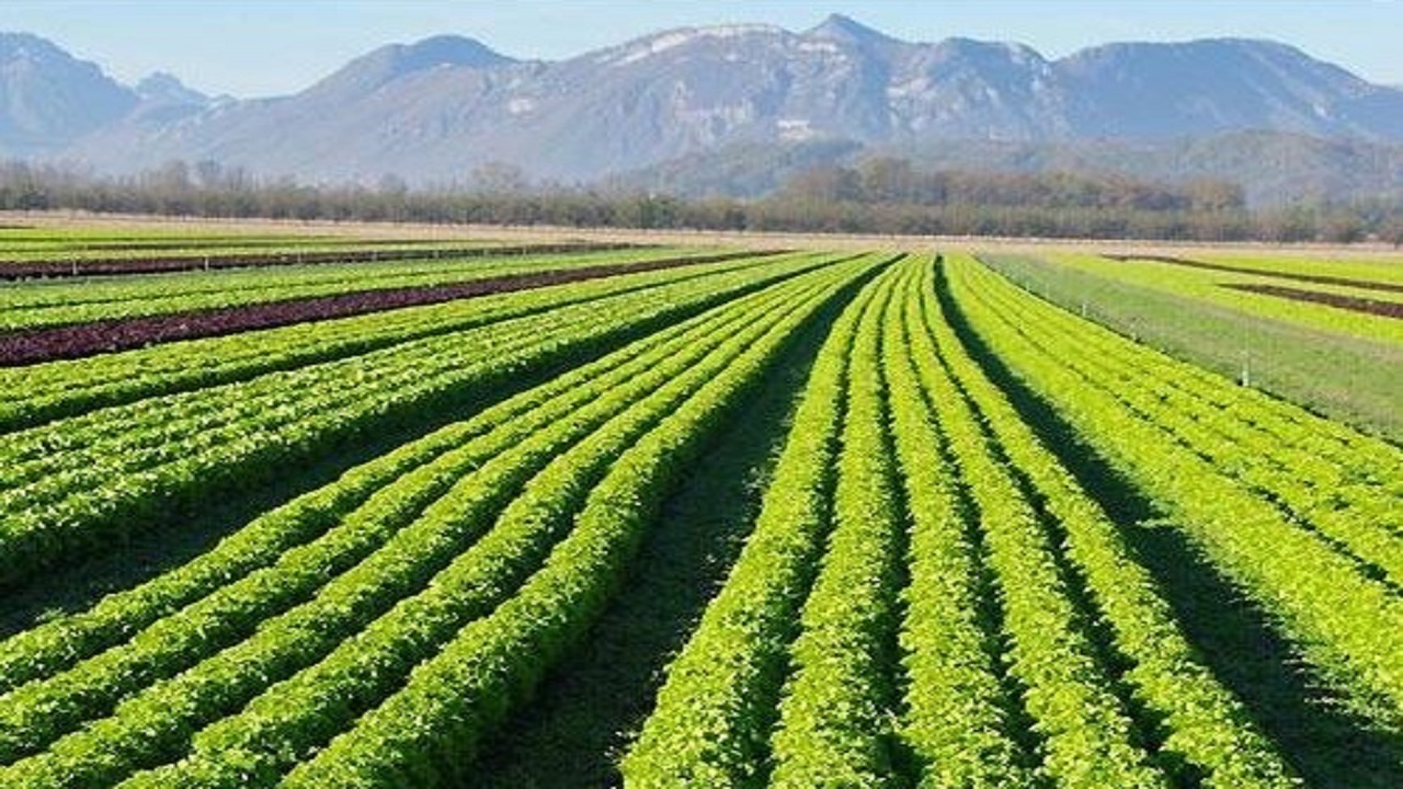 توصیه‌هایی برای کشت پربارتر