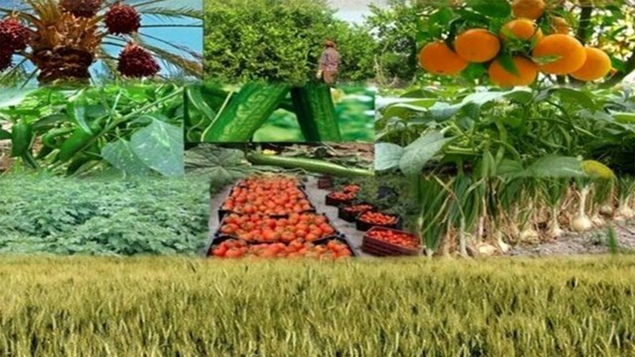 سهم ۷۰ درصدی محصولات صنایع تبدیلی در صادرات کشاورزی فارس