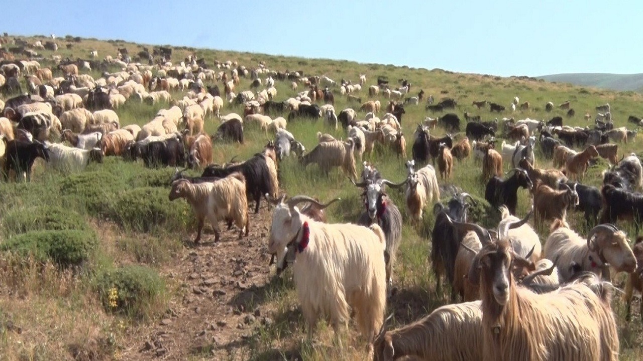 آغاز کوچ رمه‌داران گیلانی از ییلاق به قشلاق