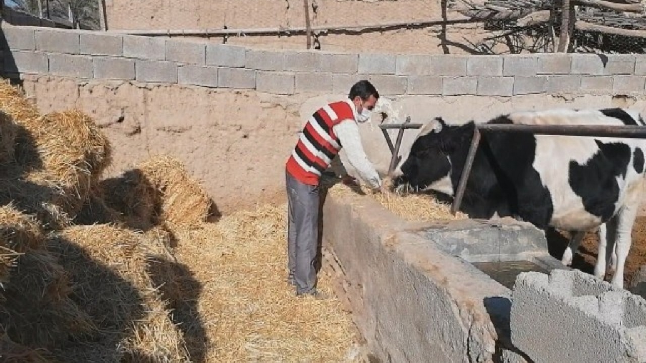 اعزام گروهی به بام ایران برای تسریع در وضعیت دامپروری در گندمان