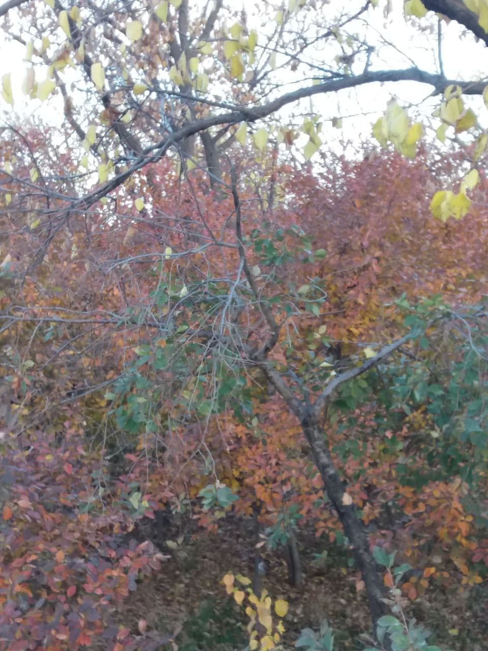 گشتی در طبیعت پاییزی روستای اردکلو + تصاویر