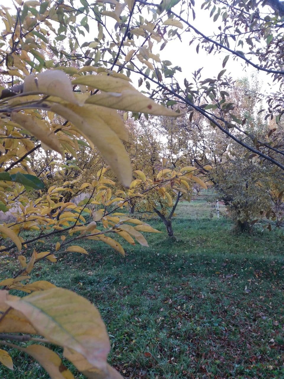 گشتی در طبیعت پاییزی روستای اردکلو + تصاویر