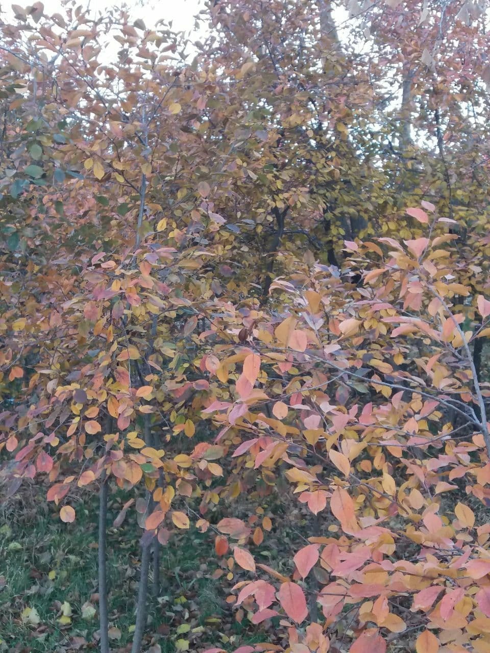 گشتی در طبیعت پاییزی روستای اردکلو + تصاویر