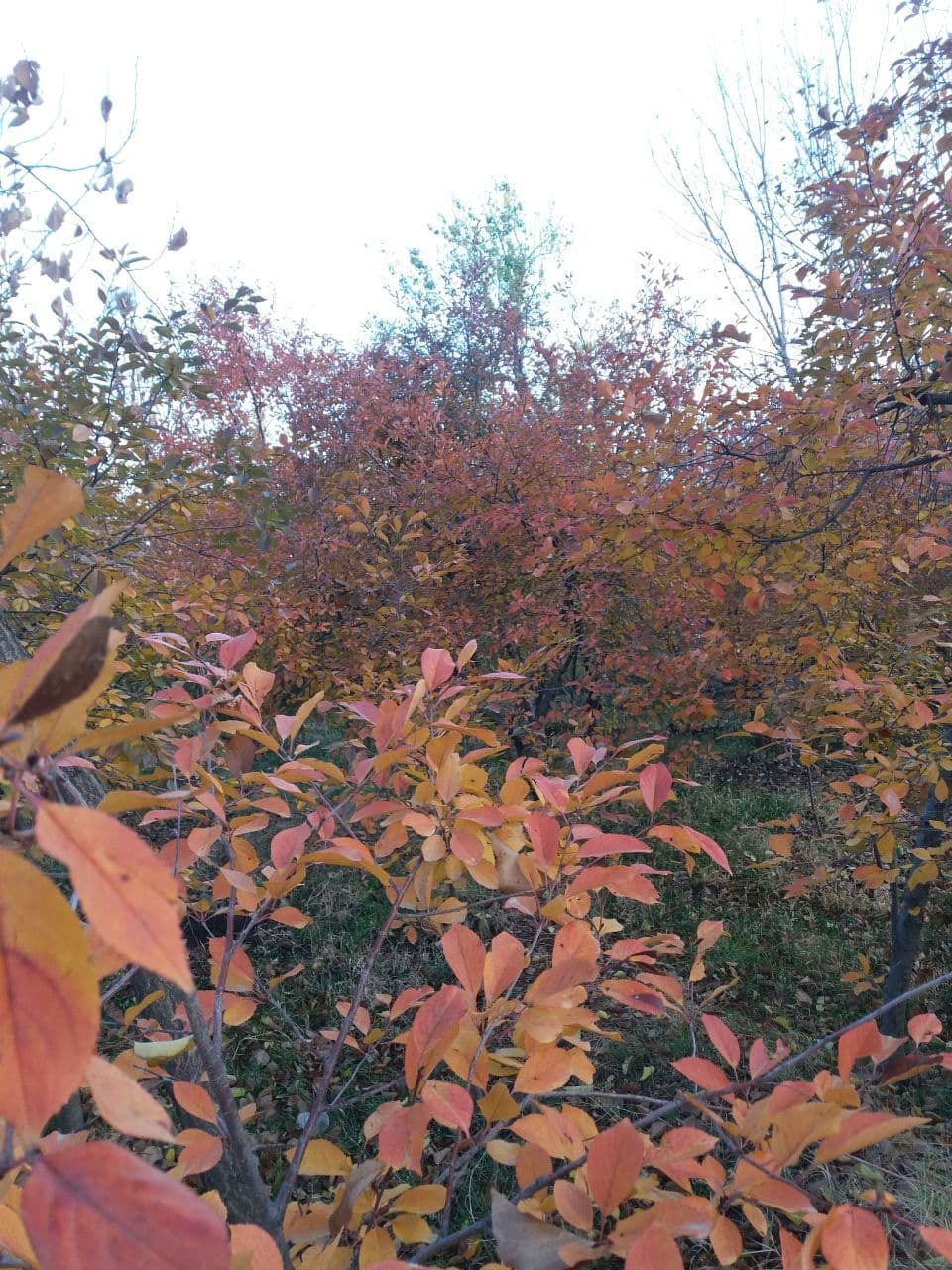 گشتی در طبیعت پاییزی روستای اردکلو + تصاویر