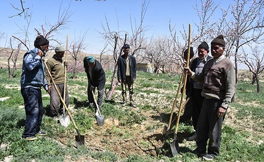 بیمه کشاورزی، چتری حمایتی که کشاورزان باز نمی&zwnj;کنند!