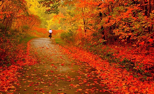 جشنواره رنگ های پاییزی در النگدره