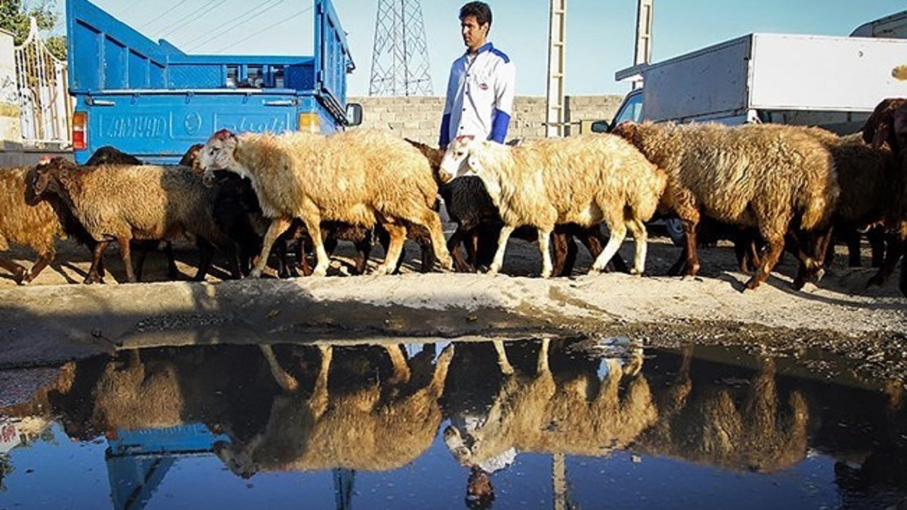 خرید حمایتی دام روستایی