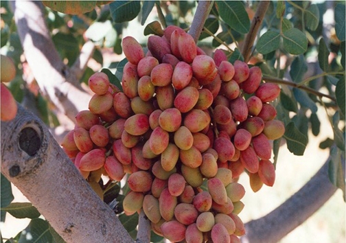 روی خوش پسته&zwnj;های خندان به باغداران سروستانی