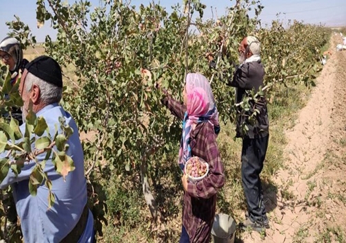 روی خوش پسته&zwnj;های خندان به باغداران سروستانی