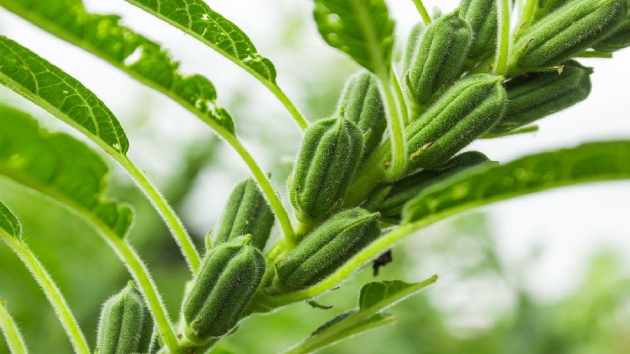 پیش بینی برداشت ۱۴ هزار تن کنجد در خوزستان