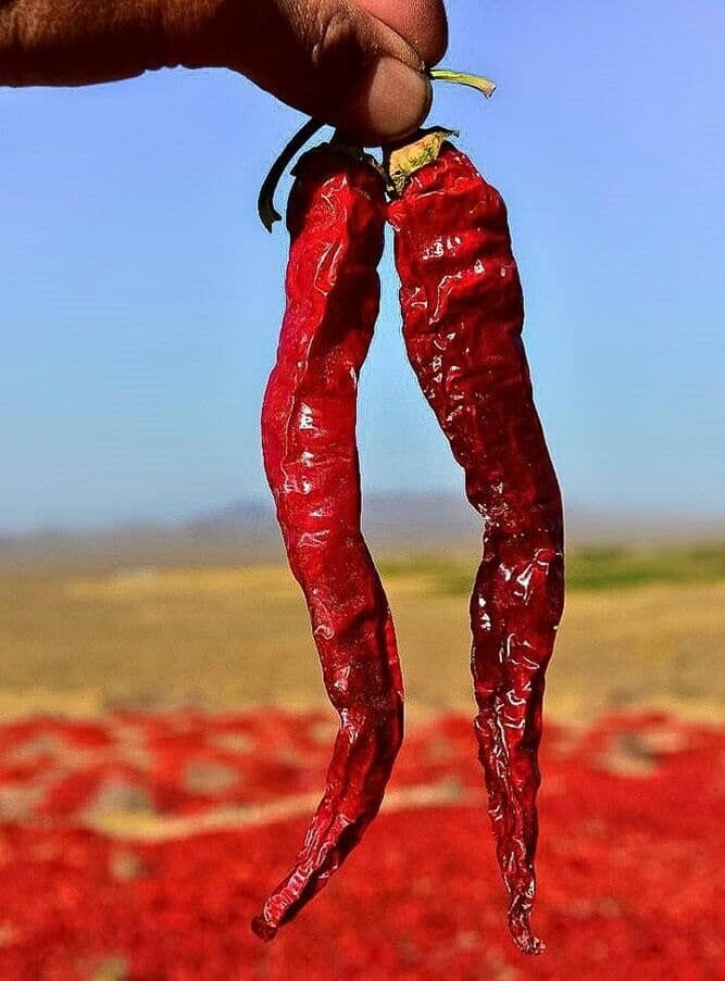 تصاویری زیبا از سرزمین فلفل خراسان رضوی