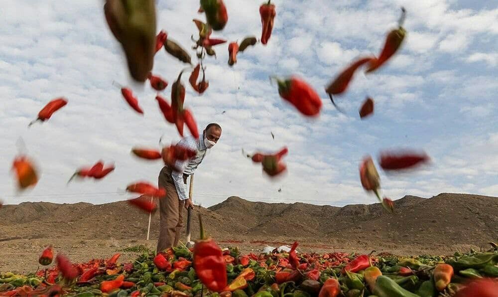 تصاویری زیبا از سرزمین فلفل خراسان رضوی