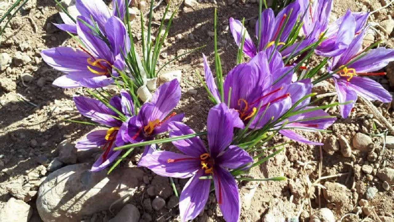 برداشت زعفران از مزارع شهرستان کیار