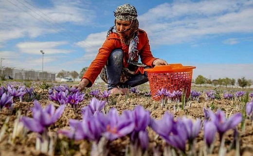 کشاورزان خراسان جنوبی مشغول برداشت زعفران هستند