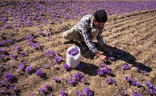 گلهای زعفران در سرمای هوا عطر بهتری دارند