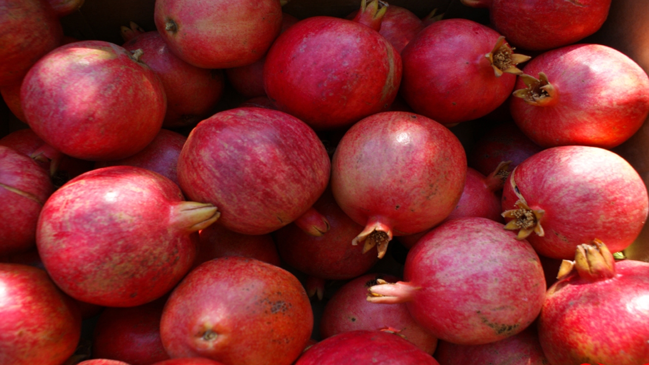 برداشت انار در ارسنجان