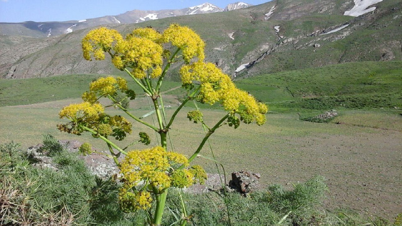 کاهش ۵۰ درصدی تولید علوفه و گیاهان دارویی در خراسان جنوبی
