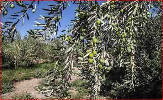 جذاب&zwnj;ترین اخبار استان&zwnj;ها