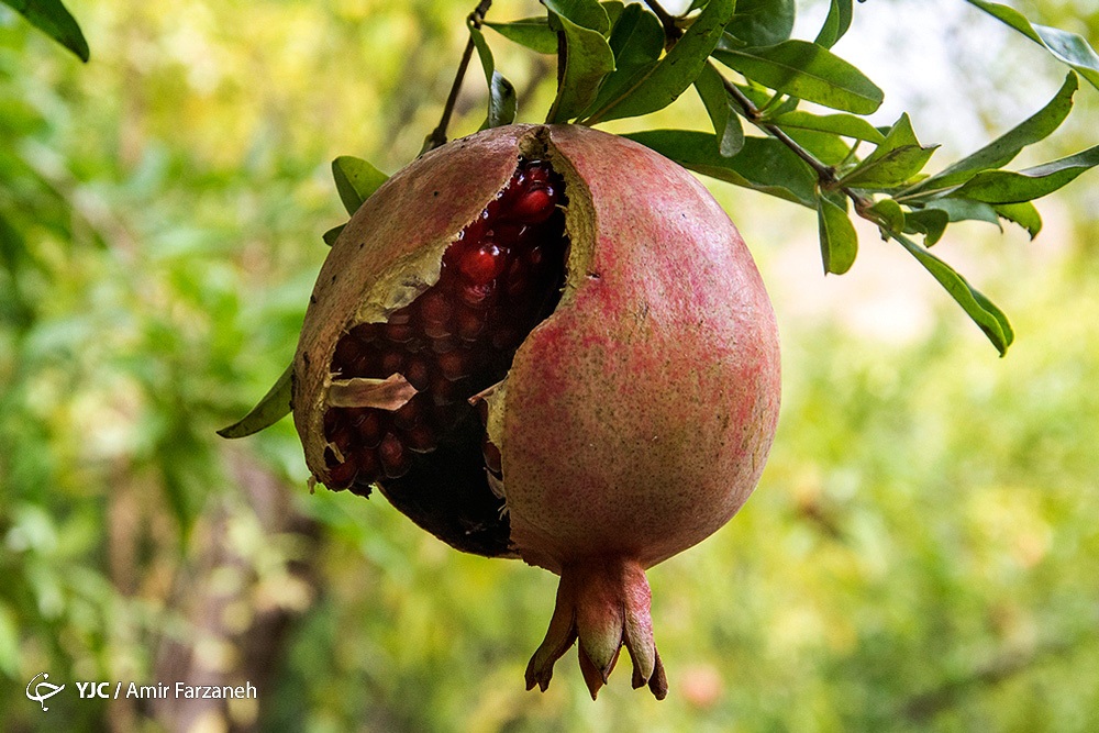 عرضه انار در 