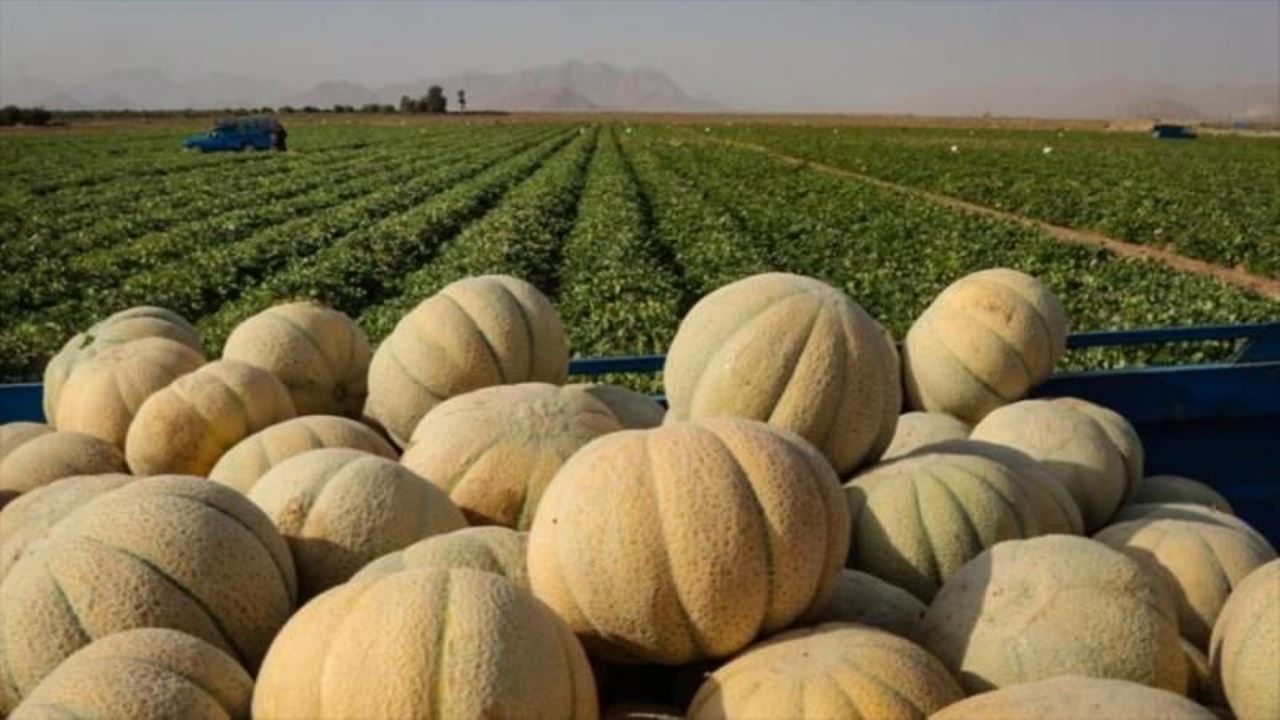 برداشت محصولات جالیزی در غرب هرمزگان