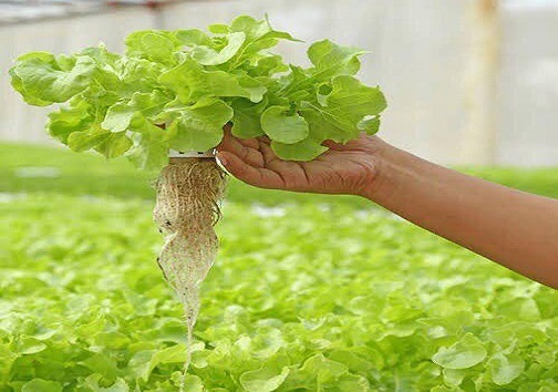 هیدروپونیک علمی در حال بررسی کشت هیدروپونیک شیوهای نوین در کشاورزی