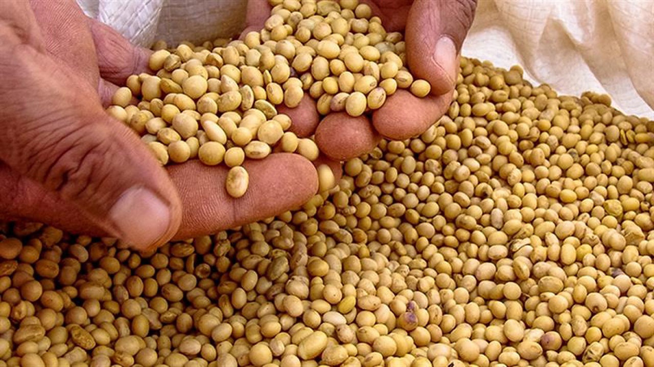 خرید تضمینی ۵۴۶ تن سویا در مازندران