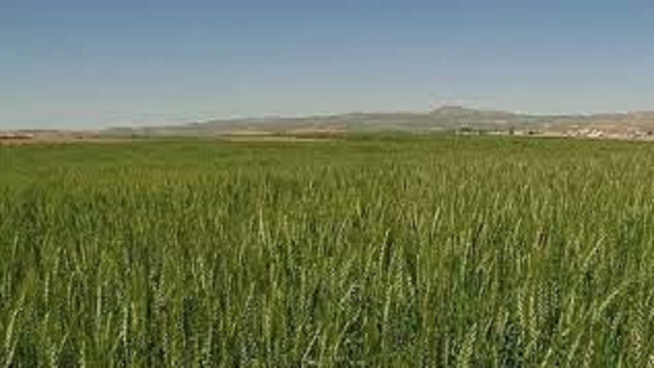 طرح جهش تولید در دیمزار‌ها موجب افزایش تولیدات زراعی می‌شود
