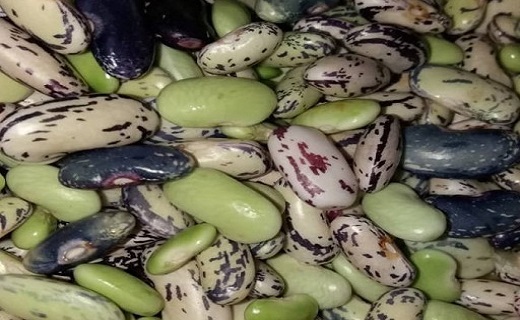 آغاز برداشت پاییزه لوبیا کشاورزی در گیلان/ مخصوص پخت غذای محلی باقلا قاتق آغاز برداشت پاییزه لوبیا کشاورزی در گیلان/ مخصوص پخت غذای محلی باقلا قاتق