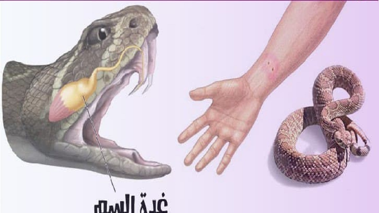 از راه های جلوگیری از پیشرفت زوال عقل با یک رژیم غذایی تا فواید چای سفید برای سلامتی از راه های جلوگیری از پیشرفت زوال عقل با یک رژیم غذایی تا فواید چای سفید برای سلامتی