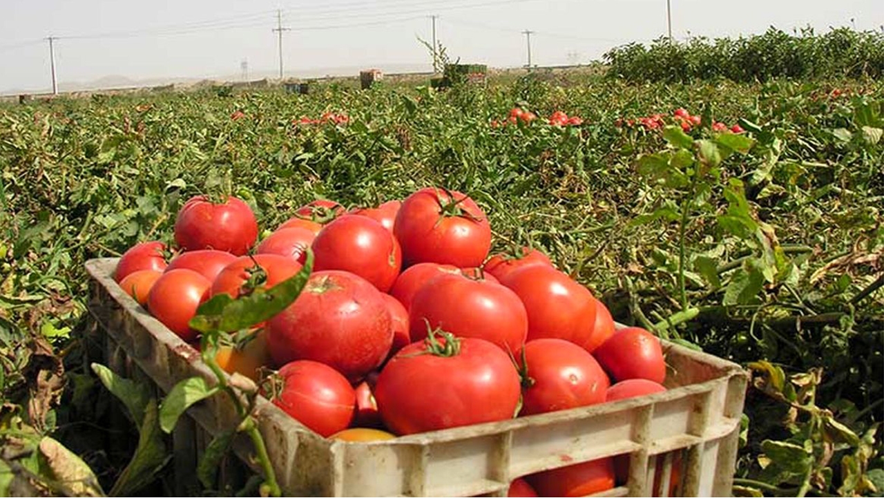برداشت گوجه فرنگی خارج از فصل در شهرستان مُهر