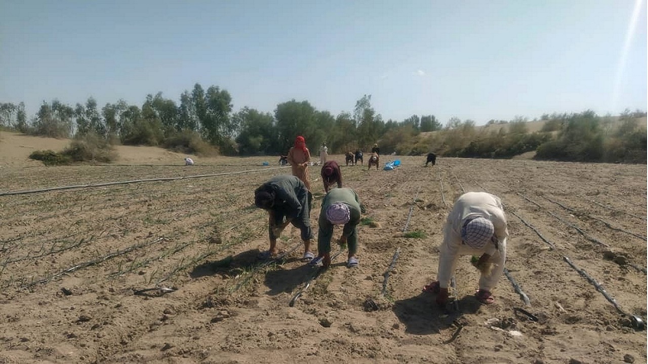 ١٢٠ هکتار از مزارع بمپور به زیر کشت پیاز رفت