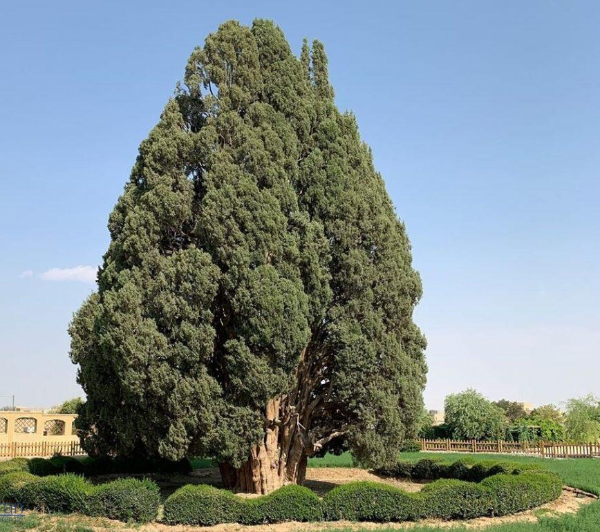 آنچه مارکوپولو درباره یک درخت در ایران گفت/ شهری که با &laquo;تاریخ&raquo; شانه به شانه است!