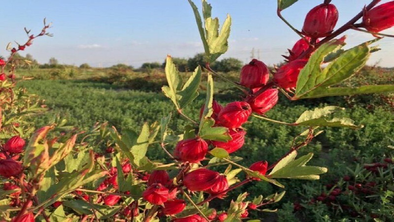۲۰۰ تن چای ترش در سیستان و بلوچستان برداشت شد