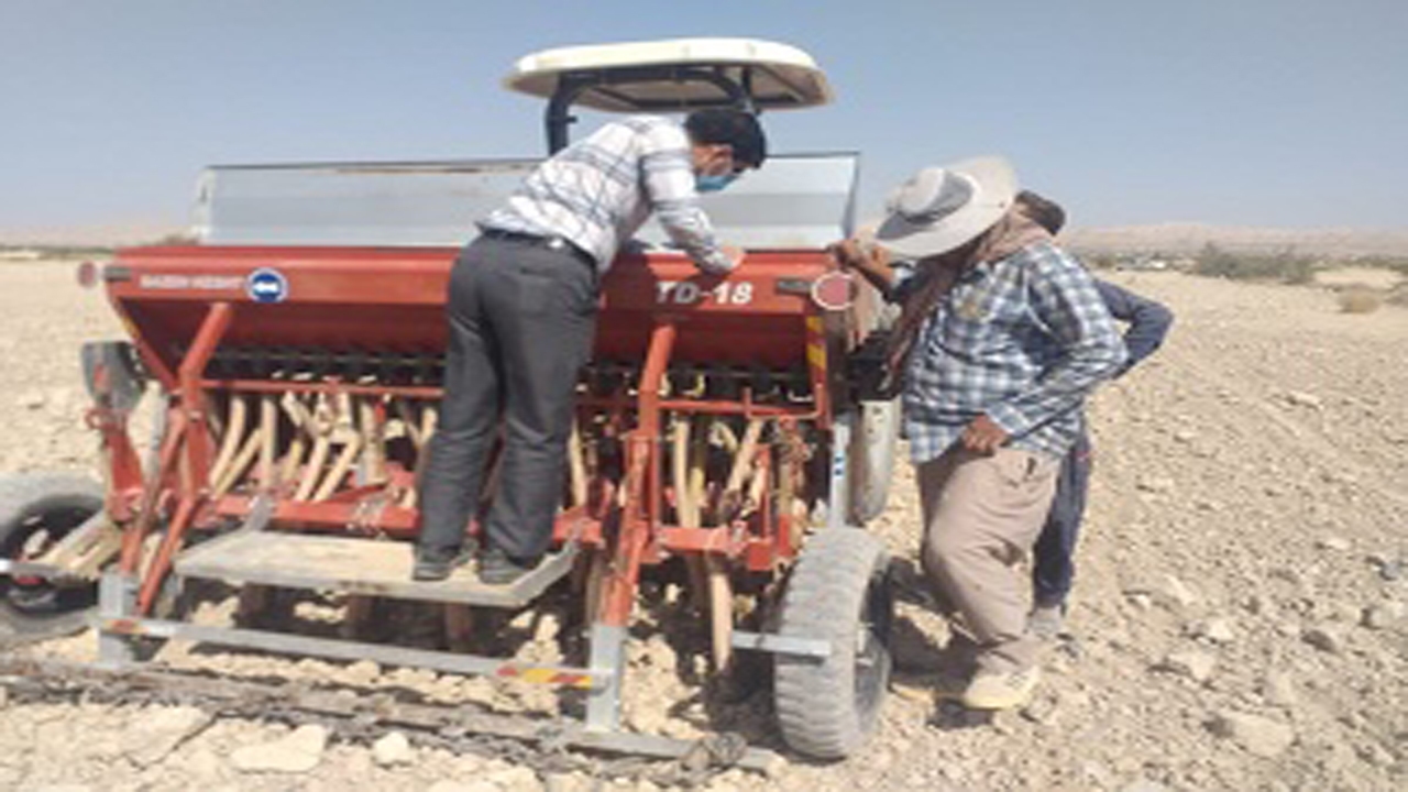 کشت دانه روغنی کلزا در خنج