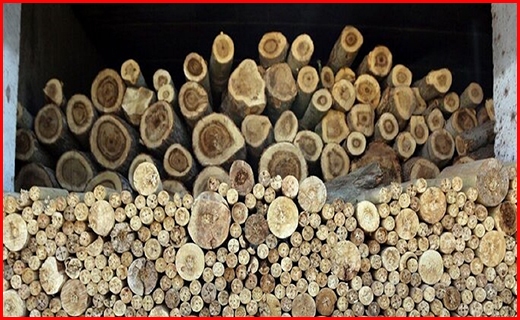 خودروهای غیرمجاز حامل چوب 