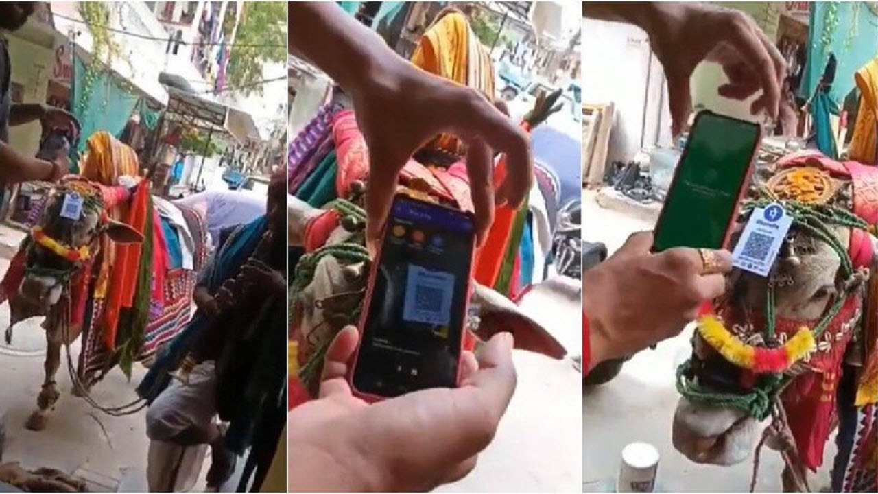 استفاده هنرمند خیابانی از گاو دیجیتال برای دریافت پول + فیلم