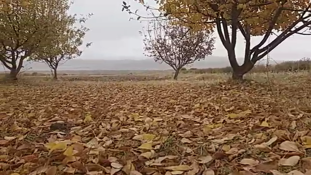 طبیعت زیبای یک روز پاییزی در باغ سیب + فیلم