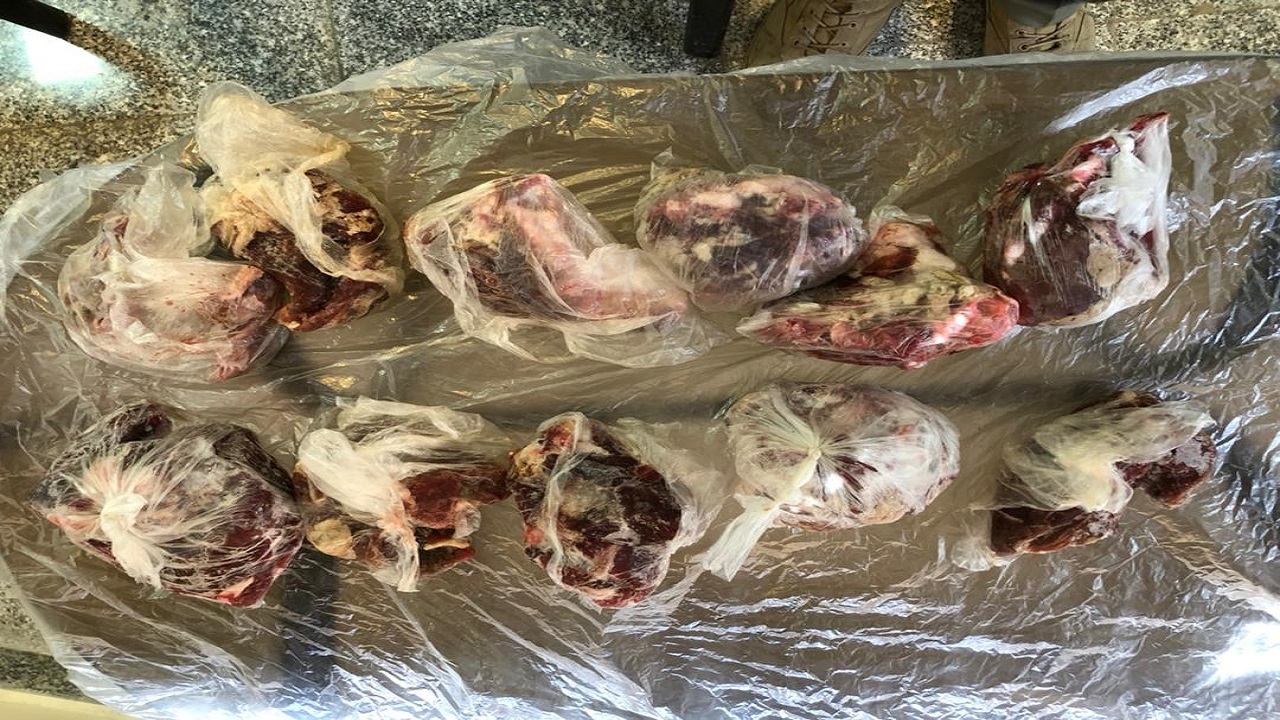 کشف گوشت گراز و بز وحشی از منزل شکارچی متخلف در آبیک