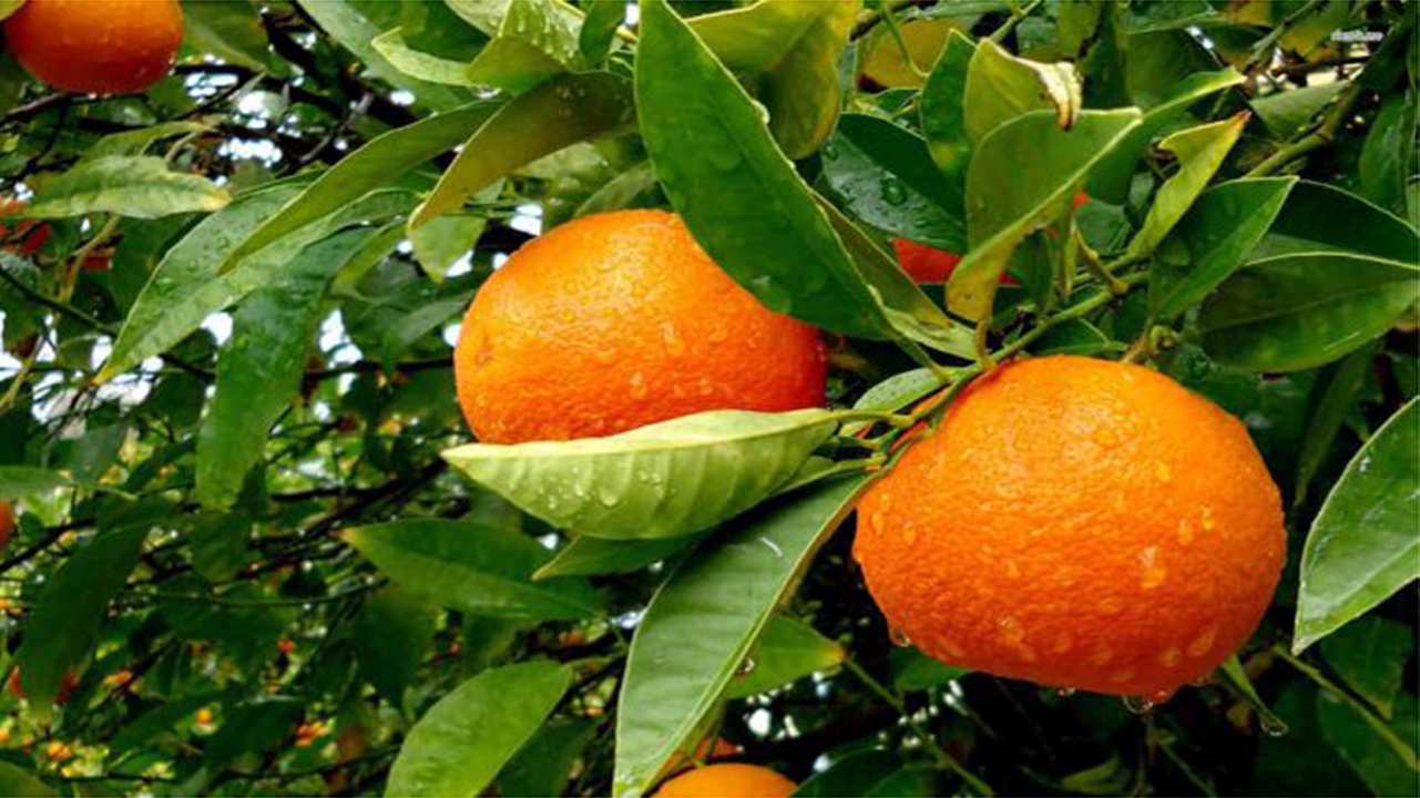 داراب رتبه اول تولید پرتقال فارس
