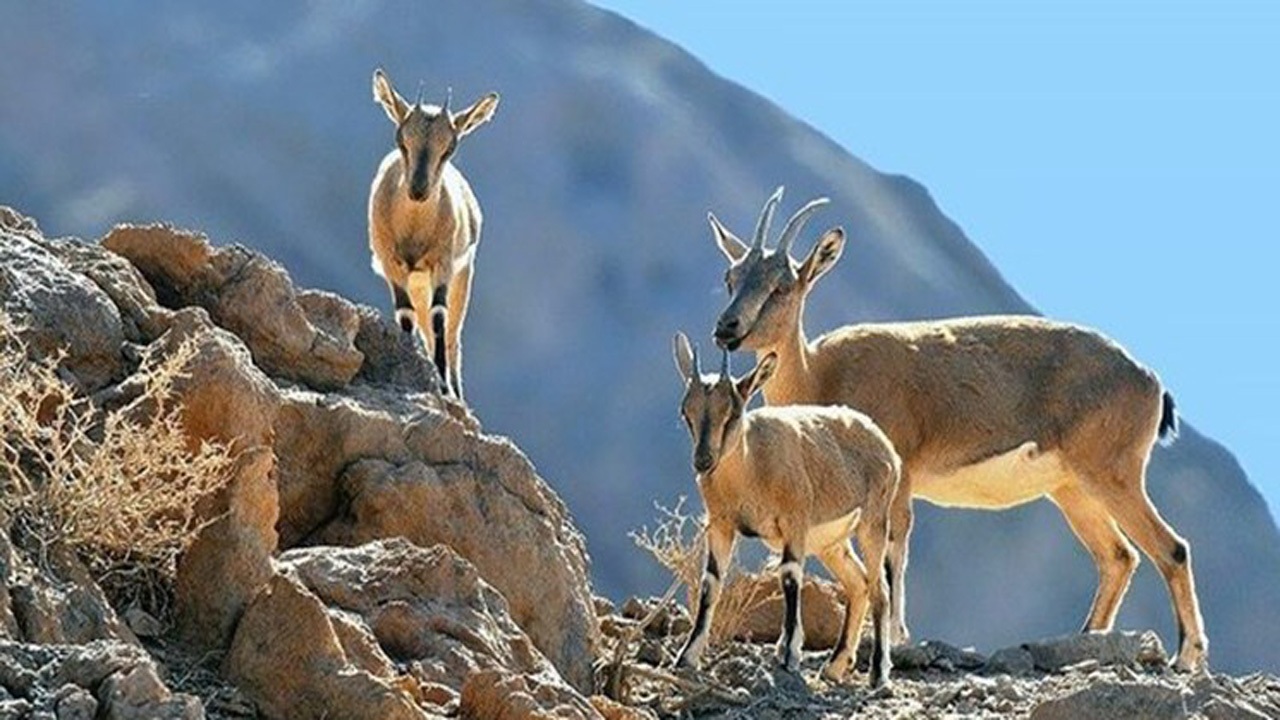 عقب نشینی طاعون دامی در مازندران