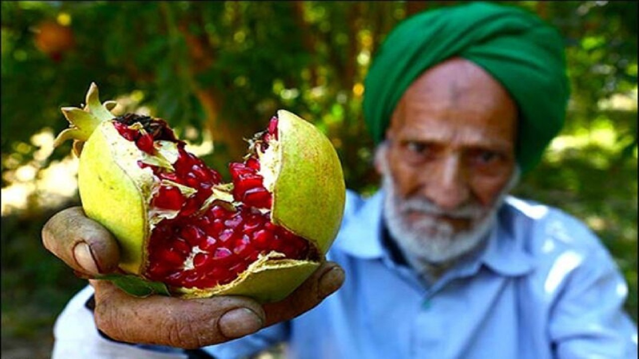 انار خضرآباد برداشت شد